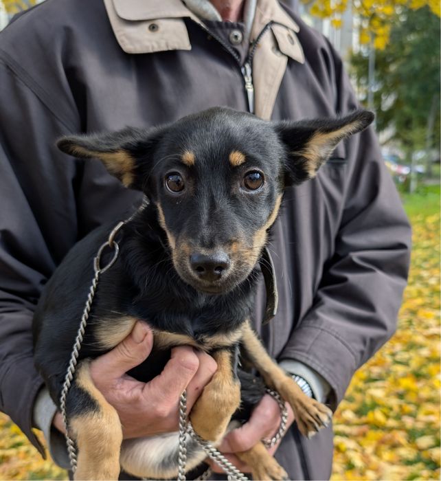 Цуценя 5 місяців безкоштовно