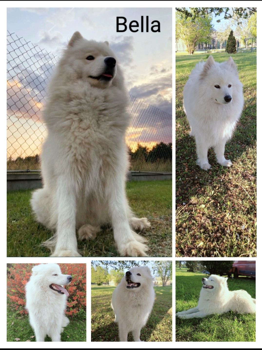 Szczeniaczek Samoyed  piesek gotowy do odbioru