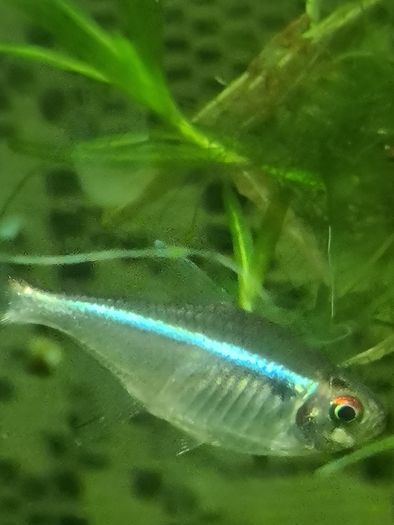 Neon czarny-ryba