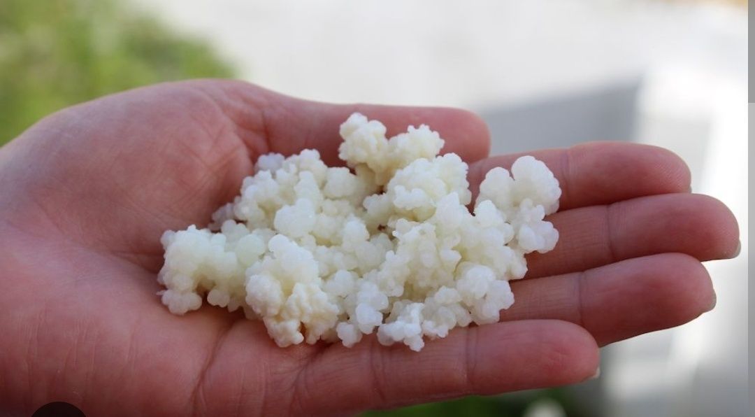 Kefir de leite (flor de iogurte)