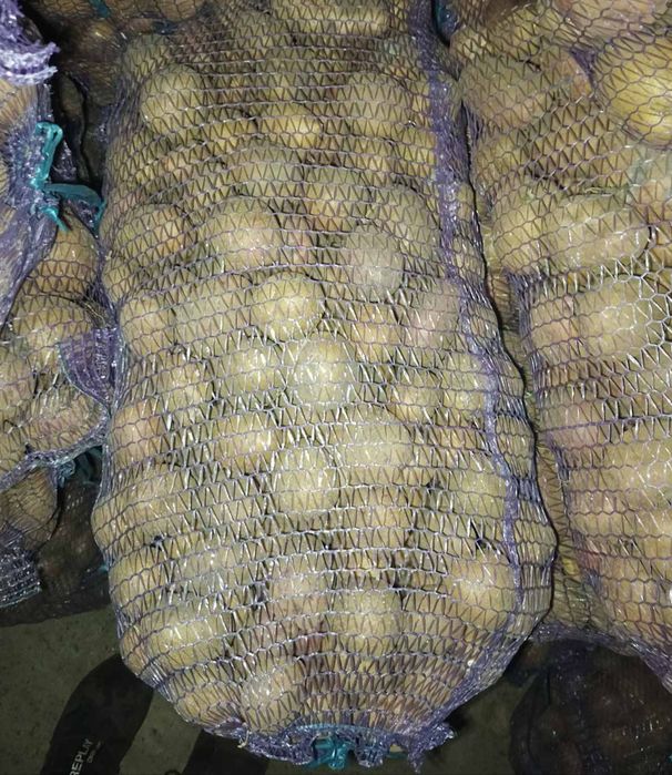 Продам картоплю Белла Роса 15 грн.