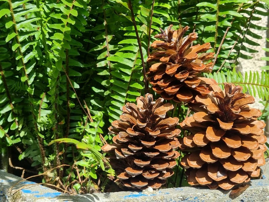 PINHAS PARA FOGUEIRA - Sacos de 20 litros (aprox. 50 pinhas)