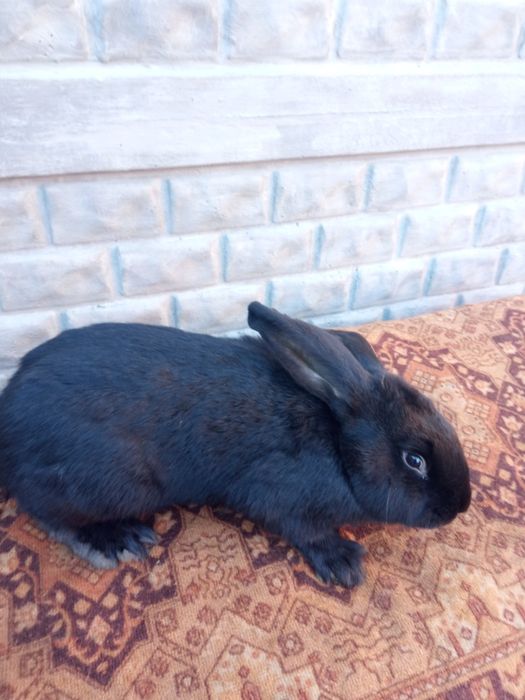 Кролі (самці і самки).