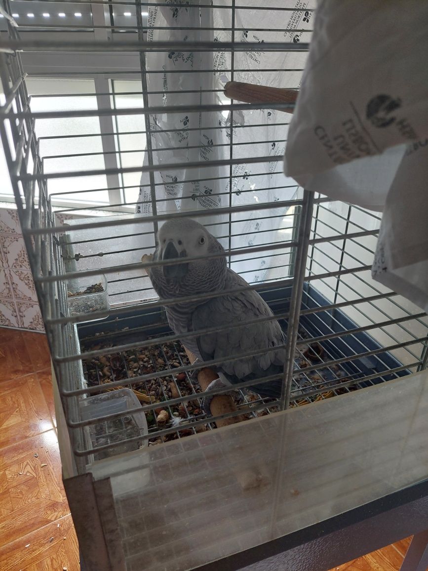 Papagaio c gaiola