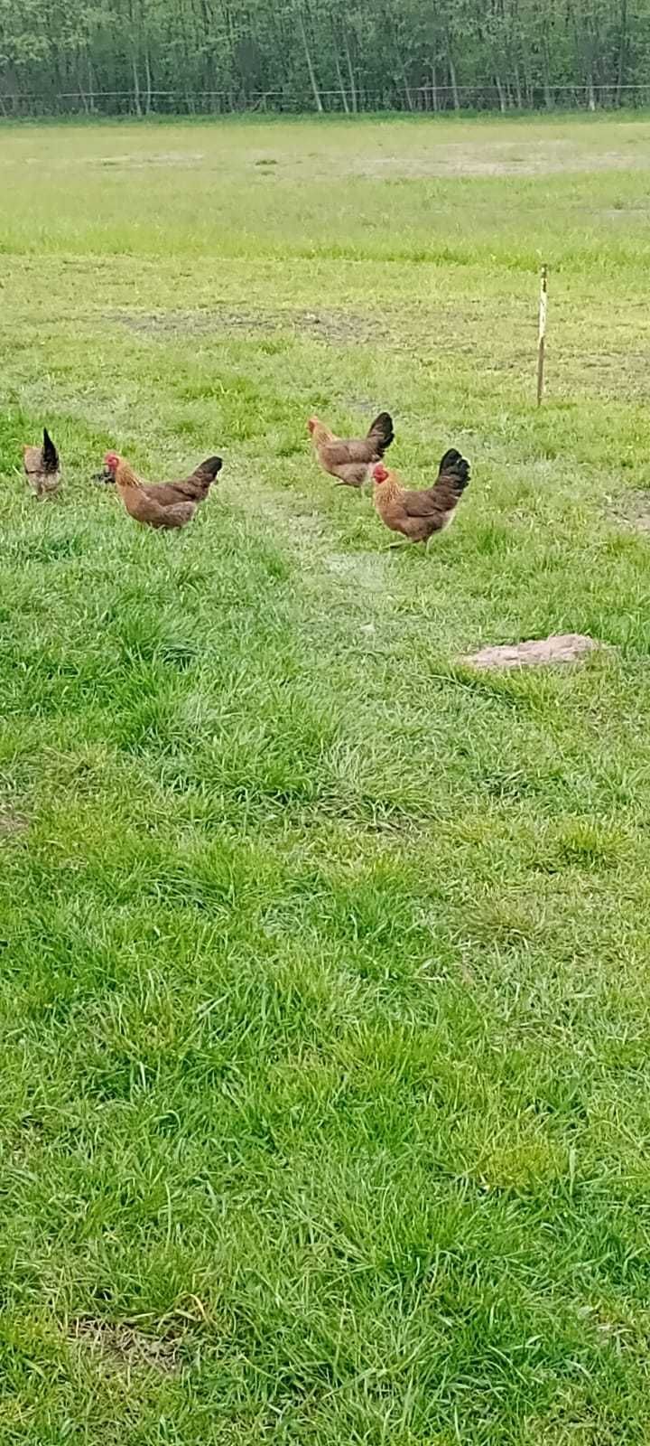 Zielononóżki kury, kurczaki pisklęta