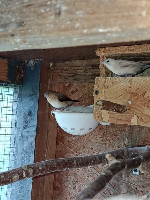 Para srebrnodziobków, srebrnodziobki