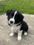 Border collie szczeniak