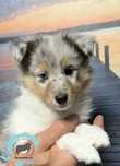 Owczarek Szetlandzki Sheltie suczka blue merle Wwa