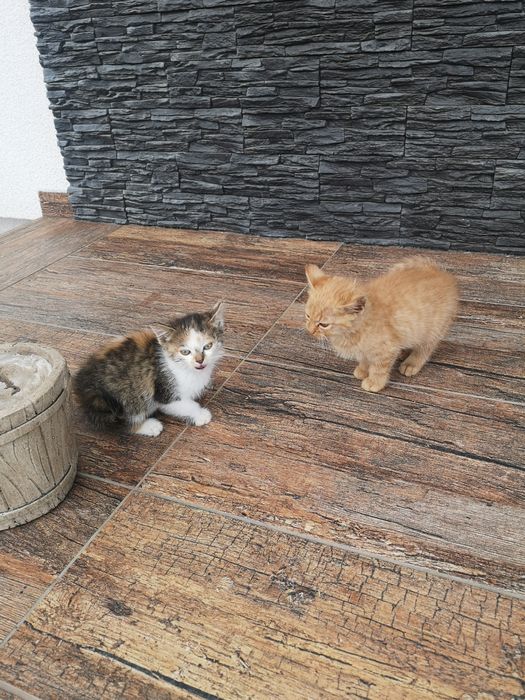 Oddam kotki w dobre ręce