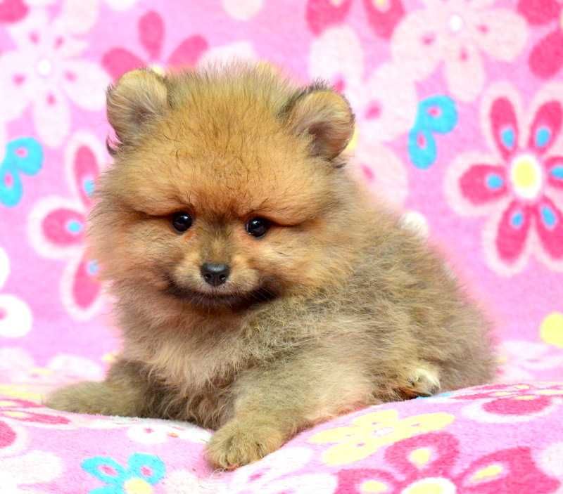 Szpic Miniaturowy Pomeranian Codi śliczny piesek ZKwP FCI rodowód