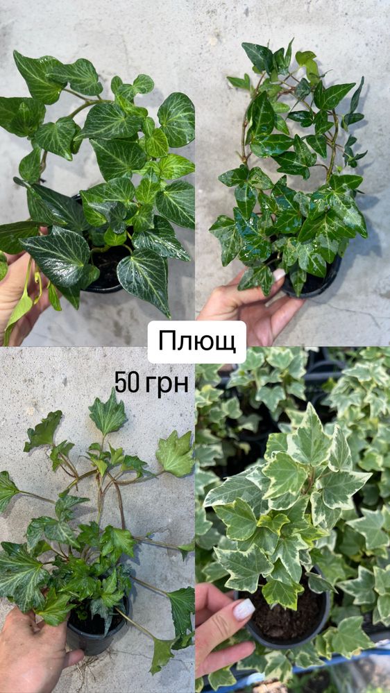 Плющ садовий, багаторічний 13 сортів