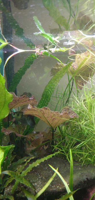 Roślina akwariowa lotos tygrysi