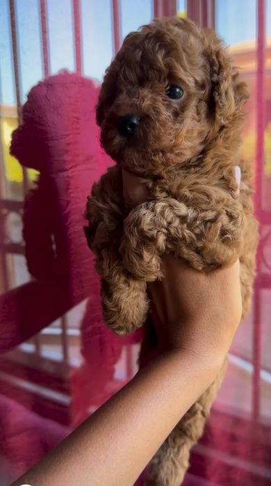 Малиш чекає батьків, той пудель