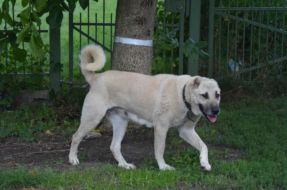 Champion Turcji BARUT kangal.D.K.BUBU FCI