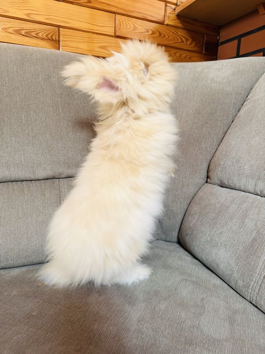 Królik rex Puszek