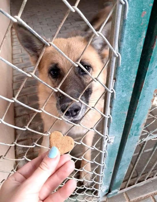 Pies w typie owczarka niemieckiego do adopcji!