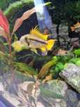 Ryba Pielegnica kakadu orange, Apistogramma cacatuoides młode 05.07