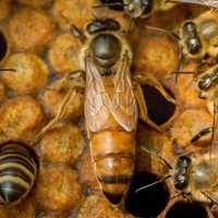 Matki pszczele unasienione