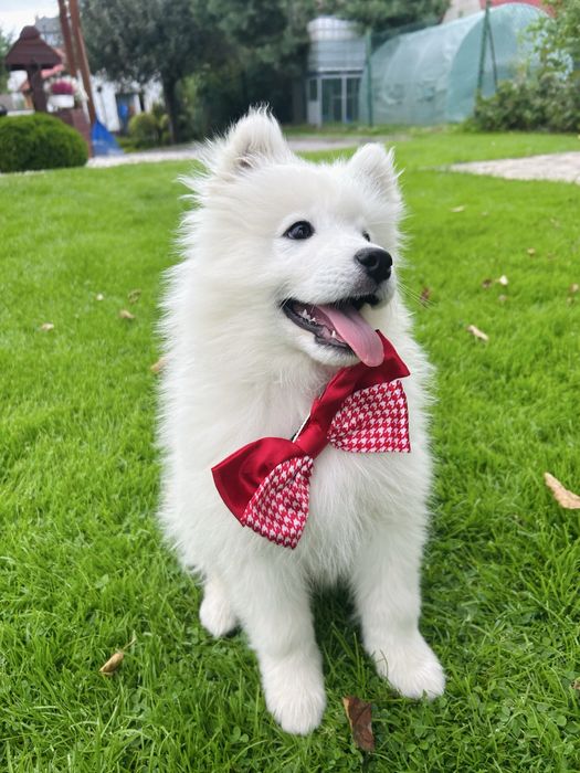 Piękny piesek Samojed/Samoyed GOTOWY DO ODBIORU