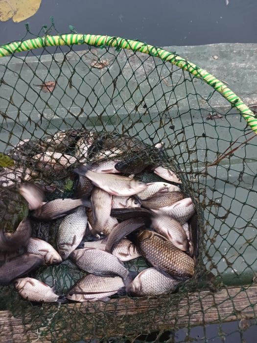 Japonka Do zarybienia