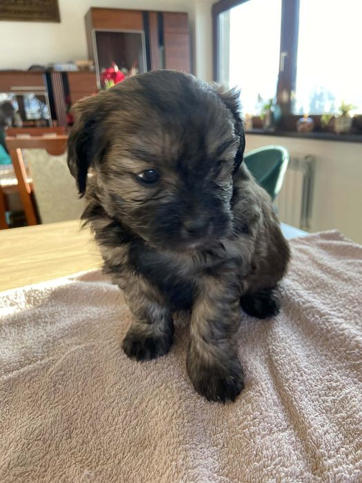 Pinczery pieski do oddania w dobre rece