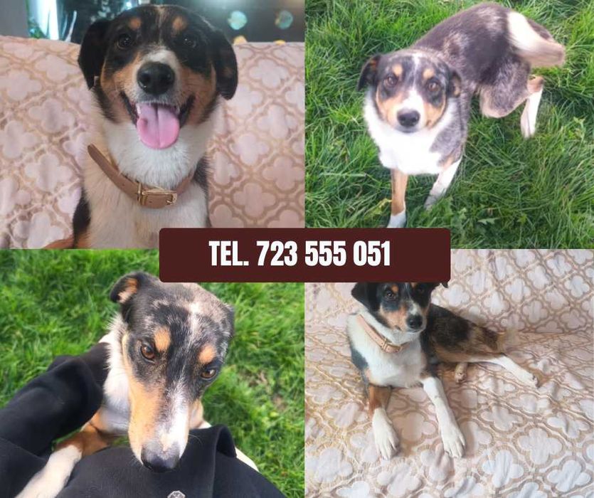 Pilne! Freddy traci dom tymczasowy! Przyjazny do dzieci i zwierząt