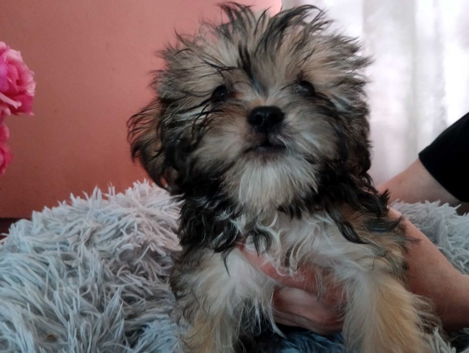 Piękny piesek Shorkie, hybryda Shih Tzu Jork