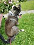 Oddam pieska samoyed/border collie