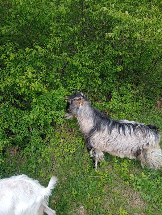 Козлик Ламанча пропонує покриття Ваших кіз.