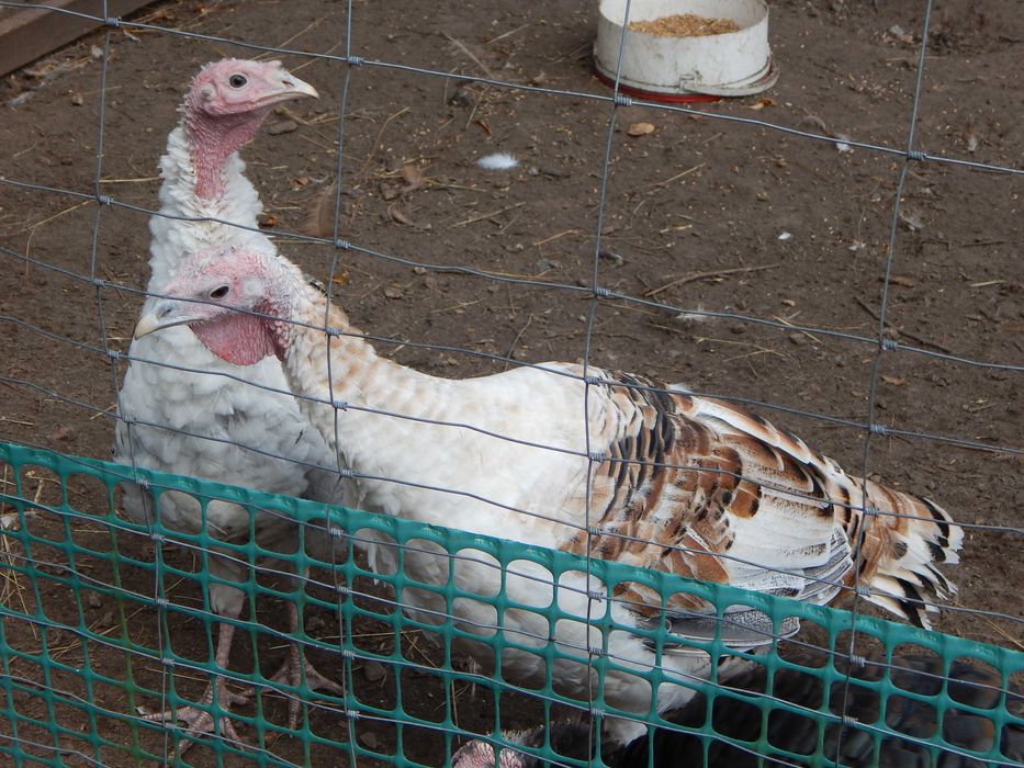 Indyki, kogut Brahma Olbrzymia