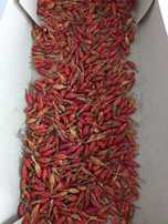 Malagueta picante
