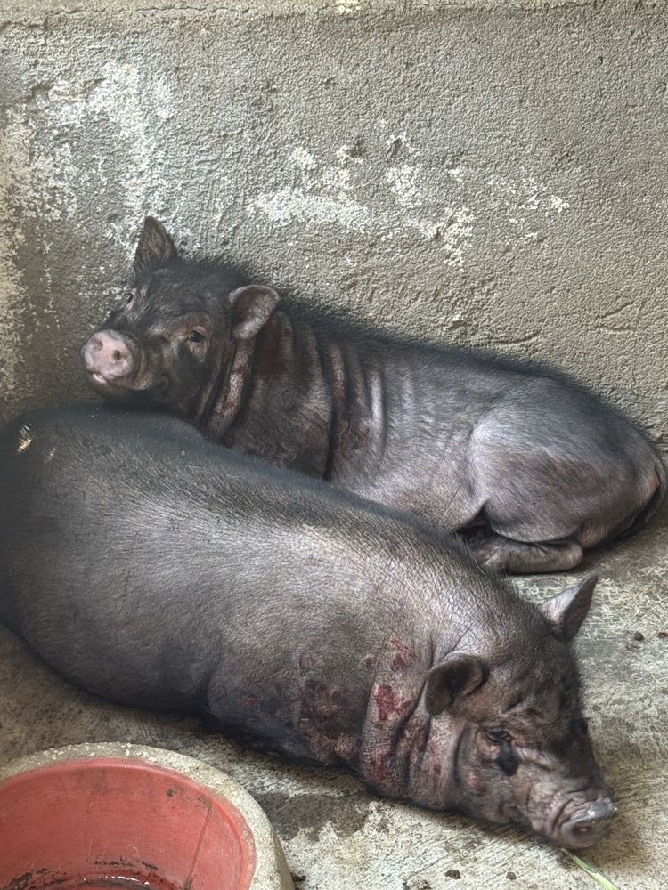 Vendo Casal de Porcos Vietnamitas