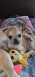 Słodki chihuahua