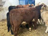 Odsadki Mięsne 240 kg LM hereford
