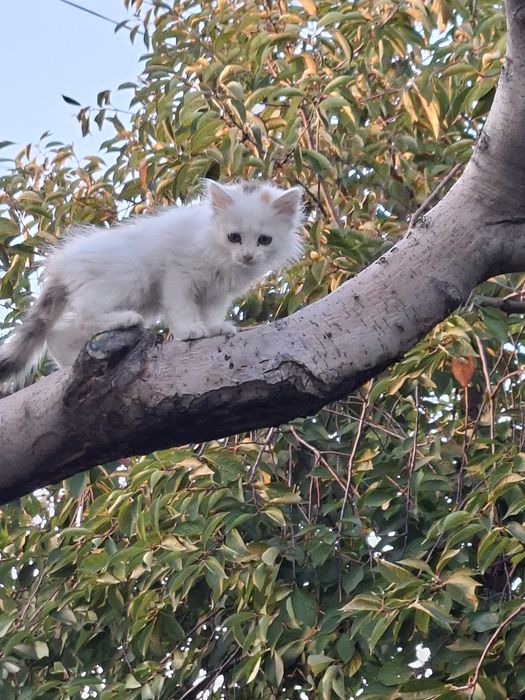 Отдам котёнка в добрые руки