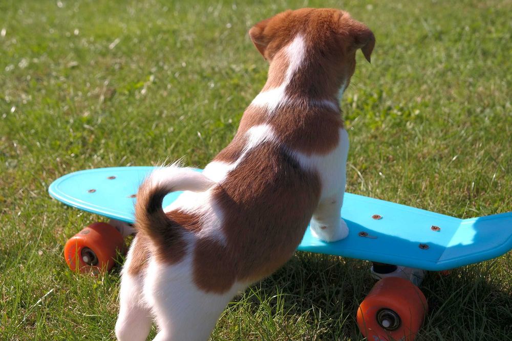 Jack Russell Terrier-  ZKwP/FCI