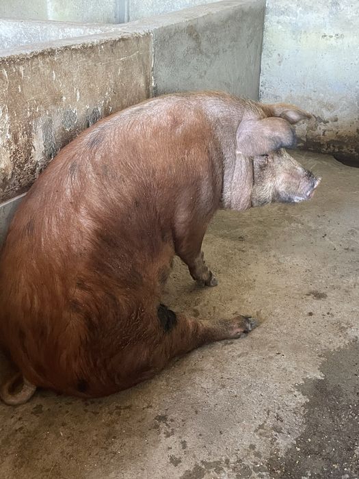 Porco DUROC.