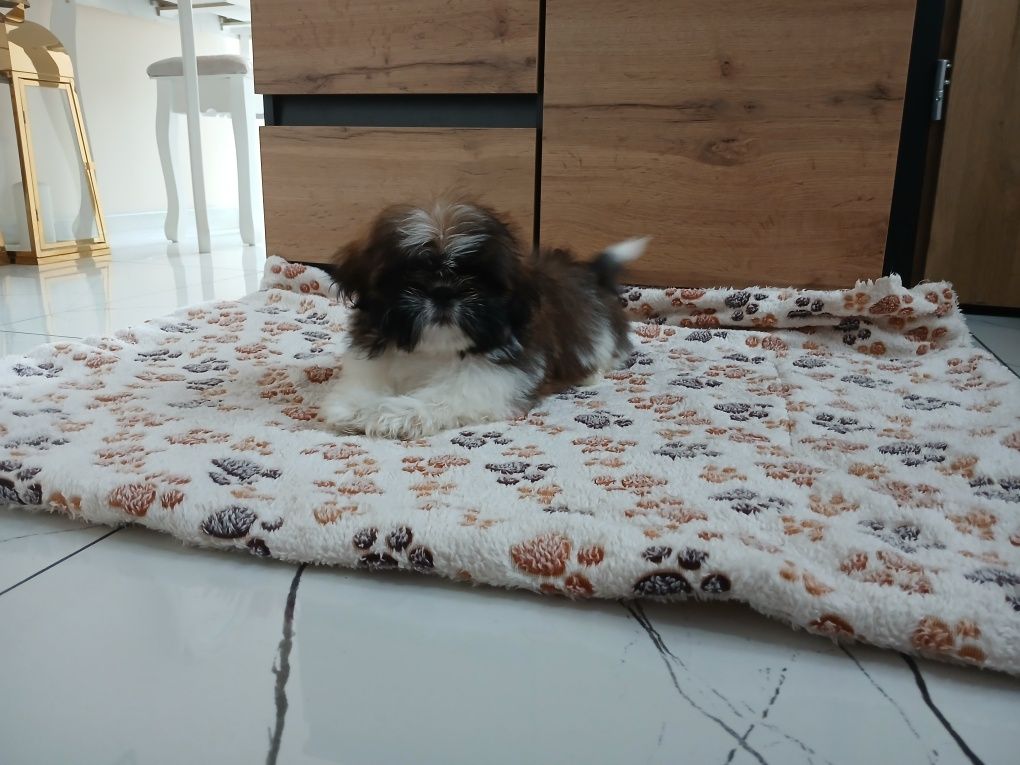 Piesek Shih-tzu z Rodowodem