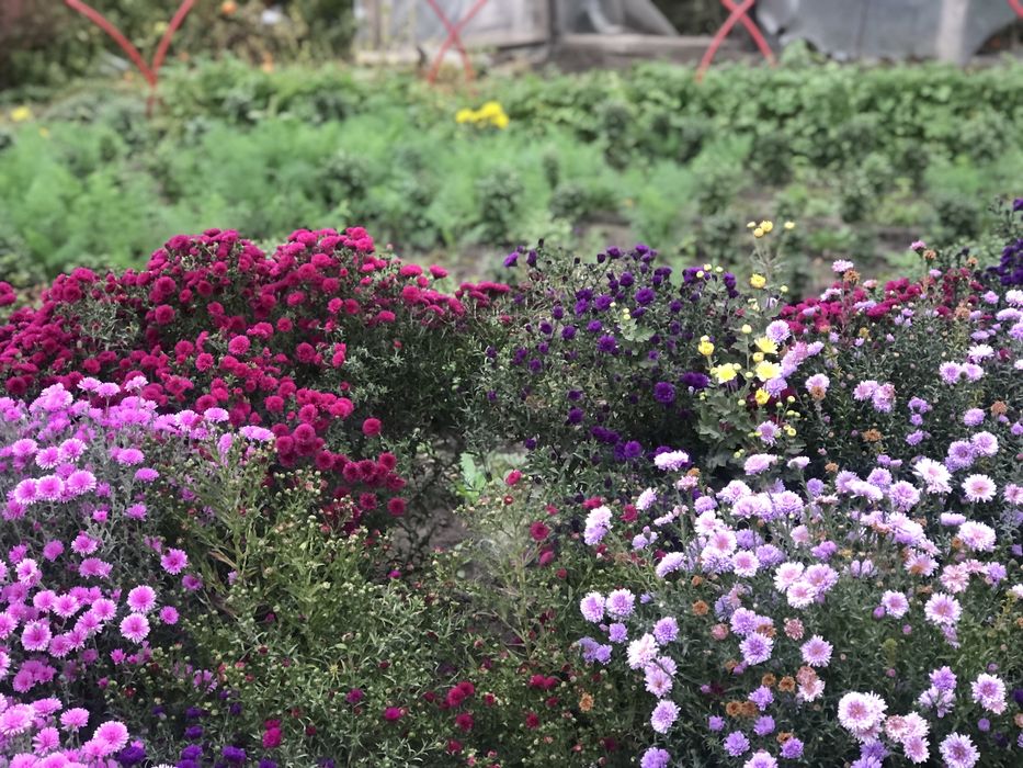 Морозець,айстра багаторічна