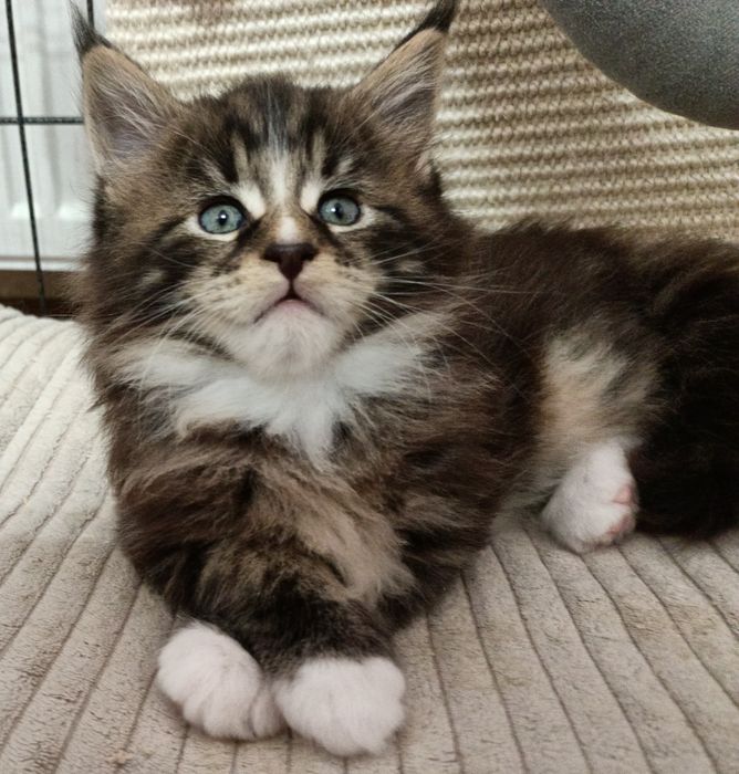 Kochany kocurek Maine coon