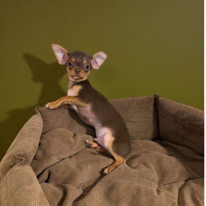 Хлопчик чихуахуа