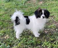 Phalene, nie papillon, miniaturowy spaniel kontynentalny, ZKwP, FCI