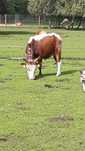 Zebu karłowate, byk/para