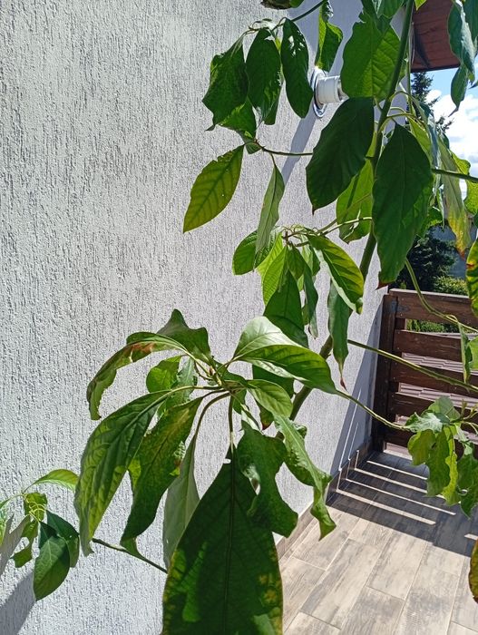 Awokado, roślina doniczkowa, duże drzewo avokado