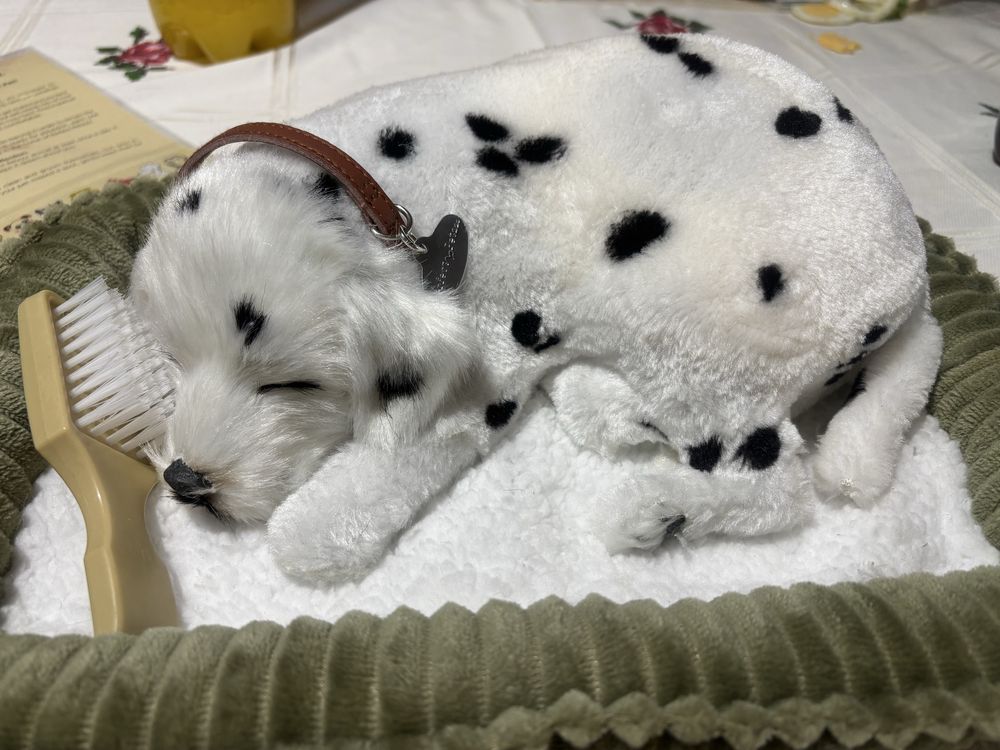 Cao dalmata reborn