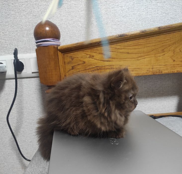 Клубна реєстрація, шотландське кошеня шоколад дівчинка