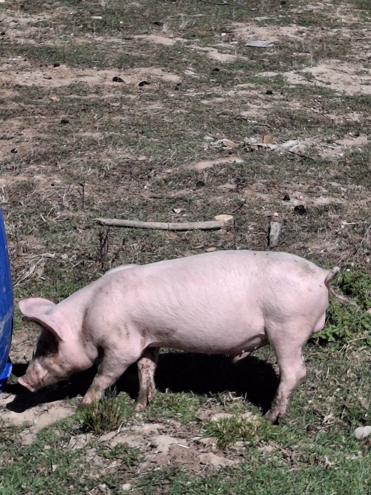 Leitão com 5 meses