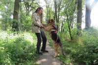 Remus przyjazny pies w typie owczarek niemiecki