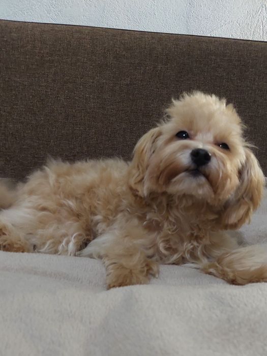 Хлопчик міні мальтіпу шукає родину