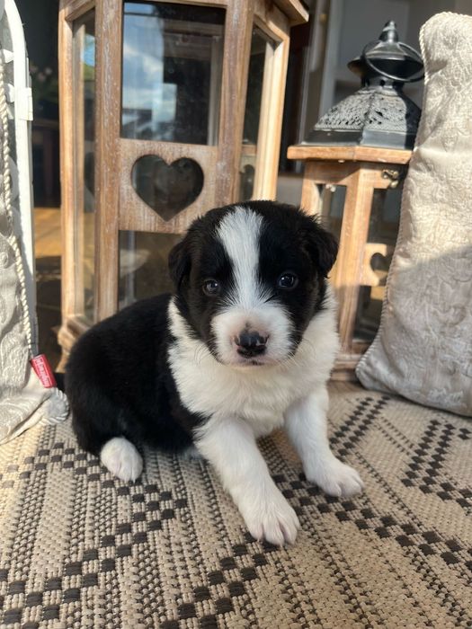 Border Collie szczeniak domowa hodowla odbiór grudzień